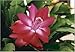 Two Red Christmas Cactus Plant - Zygocactus - 4" pot unique from Jmbamboo
