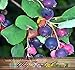20 x SASKATOON SERVICEBERRY - Amelanchier alnifolia Seeds - Saskatoon Berry - fruit can be eaten raw or cooked. The fruit has a very nice sweet flavor with a hint of apple in the taste - HARDY To Zone 6 - By MySeeds.Co