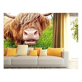 Close up of Grass Chewing Highland Cow on a Green Meadow which Tries to Look Through its Head of hai - Removable Wall Mural | Self-Adhesive Large Wallpaper - 66x96 inches