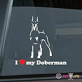 I Love My Doberman Sticker Vinyl Auto Window pincscher v2 Dobie