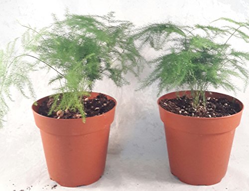 Two Fern Leaf Plumosus Asparagus Fern - 4" Pot - Easy to Grow - Great Houseplant - Thumbnail 3