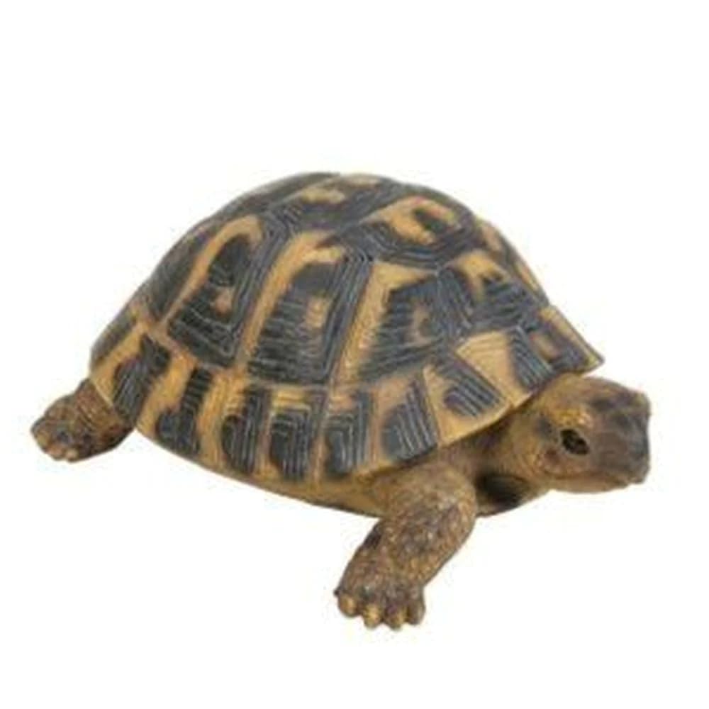 Vivid Arts Hermann Tortoise (Size F)