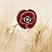 DANFORTH - Remembrance Poppy Brooch Pin - Red - 1 3/4 Inch - Pewter - Made in USA