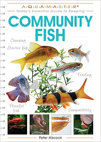 peaceful community fish