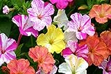 100 Four O'clock Flower Seeds, Marvel of Peru