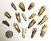 Genuine Small Spinosaurus Tooth with Display Case - Fossil Dinosaur Tooth