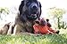 HuggleHounds Knottie Plush Dog Toy - Dog Stuffed Animal Toy, Puppy Toys, Squeaky Dog Toy for Small, Medium & Large Dogs, Durable Plush to Keep Them Busy - Morris Moose, Large