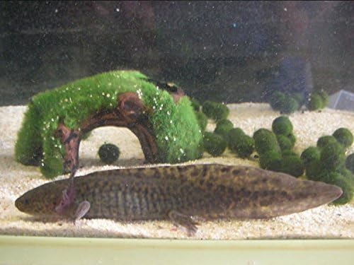 Amazon ウーパールーパー マーブル 固形餌 ブリーダー倶楽部 観賞魚 水中生物 通販