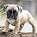 French Bulldog Puppies - 2018 Wall Calendar