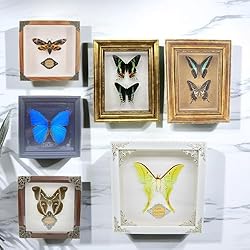 Real Framed Butterfly Moth Specimens，Various Moth