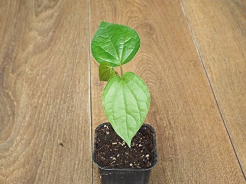 Black Pepper (Piper nigrum) 10cm Plant