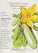 Dirani Lebanese Summer Squash Seeds - 2 grams - Botanical Interests