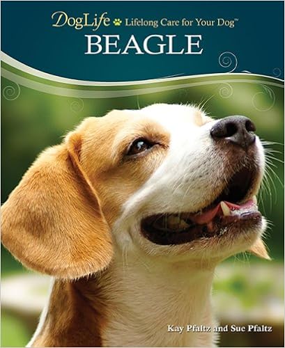 Beagle (Doglife Series) �����O���{ - 2011/7/31