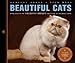 Beautiful Cats by 