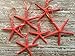 Starfish Christmas Tree Ornaments (Coral)