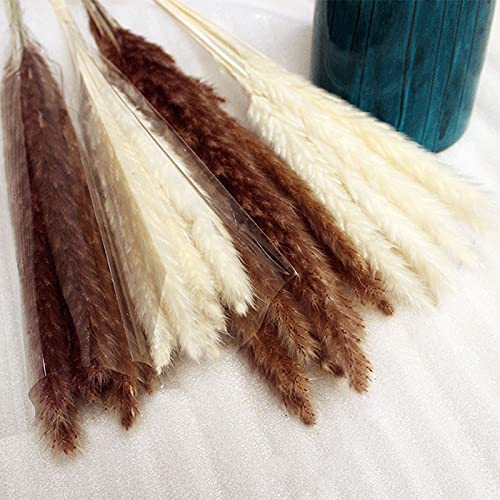 COREAET Natural Dried Pampas Grass, 60 Pcs ( 30 Pcs Reed Grass + 15 Pcs White Pampas + 15 Pcs Brown Pampas ), 18 inch Flowers Bouquet, DIY Boho Plant, Flower Arrangements for Home Decor Wedding Party