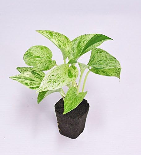 Amazon Co Jp 壁掛け観葉植物ミドリエ用交換苗 ポトス マーブル サントリー トヨタの新提案 絵を飾るようにみどりを飾る Diy 工具 ガーデン