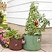 Soft Pots from Maui Mike's Best Fabric Pot with Thick Sewn Handles for easy moving. (10 Gallon)
