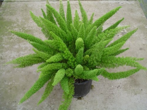Foxtail Fern Asparagus meyeri 4" Pot Easy to Grow