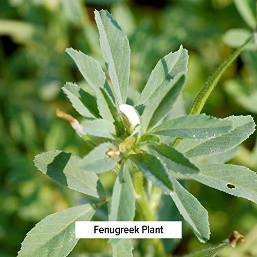 Banyan Botanicals Fenugreek Seed - USDA Organic - Aromatic Spice that Promotes Healthy Digestion* - Trigonella foenum… - Image 4