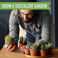 Cactus Kit de semillas de suculentas para principiantes - Kit de ...