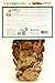 Sams Yams Sweet Potato Dog Treats , Healthy Dog Treats for Large, Medium or Small Breed Dogs, Vegan Dog Chews Made in USA, - Sam's Yams DAILY's Sweet Potato and Garden Greens Flavor Dog Snacks, 7oz