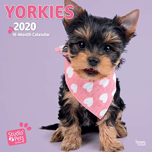 Yorkies 2020 Square Wall Calendar (Studio Pets) by 