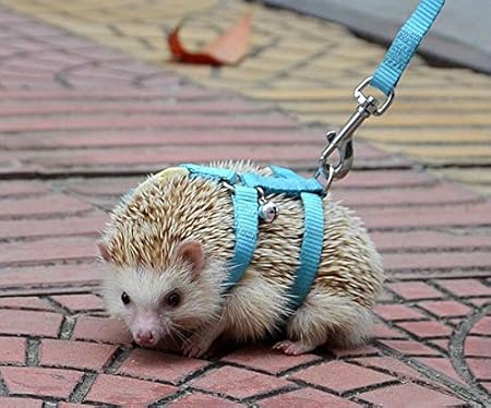 hedgehog pet supplies