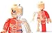 4D Vision Body Anatomy - Muscel Man Funny Anatomy by Jason Freeny…