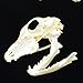 fox Skull Taxidermy supplies art bone vet medicine 1:1