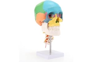 RONTEN Life Size Didactic Human Anatomy Skull Model with 7 Cervical Vertebrae Nerve Colored Bones Cervical Vertebra on Stand