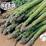 Mary Washington Asparagus Seeds - 50 Seeds Non-GMO