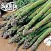 Mary Washington Asparagus Seeds - 50 Seeds Non-GMO primary