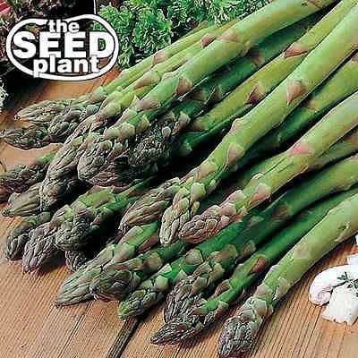 Mary Washington Asparagus Seeds - 50 Seeds Non-GMO