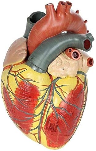 Danping Disassembled Anatomical Human Heart Model Anatomy Medical Teaching Tool - Experimental Teaching aid