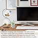 SunGrow Air Plant Glass Orbs