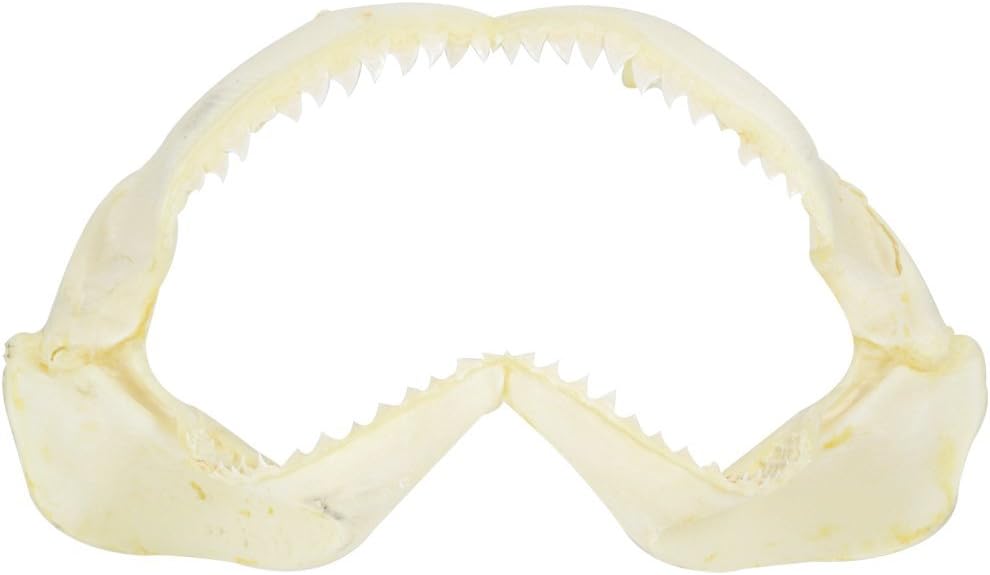 Shark Jaw 20"