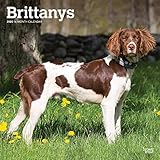 Brittanys 2020 12 x 12 Inch Monthly Square Wall Calendar, Animals Dog Breeds (English, French and Sp by 