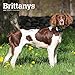 Brittanys 2020 12 x 12 Inch Monthly Square Wall Calendar, Animals Dog Breeds (English, French and Sp by 