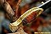 DKC Knives (12 7/18) DKC-593 Sun Fish Mouth Open Bass Trout Fishing Pocket Folding Damascus Hunting Knife Brass & Bone Folded 9.5oz 4.5
