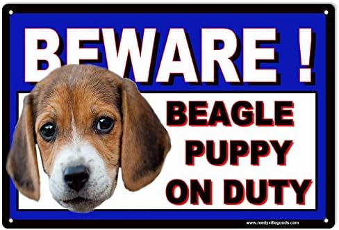 beagle puppies dfw