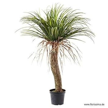 Hochwertige & Künstliche Yucca Palme im Topf - Botanische Kunstpflanze/Zimmerpflanze - Realistische Dekopalme/Kunstpalme - Ku