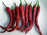 10 KASHMIRI CHILI (Pepper Seeds) Famous Indian