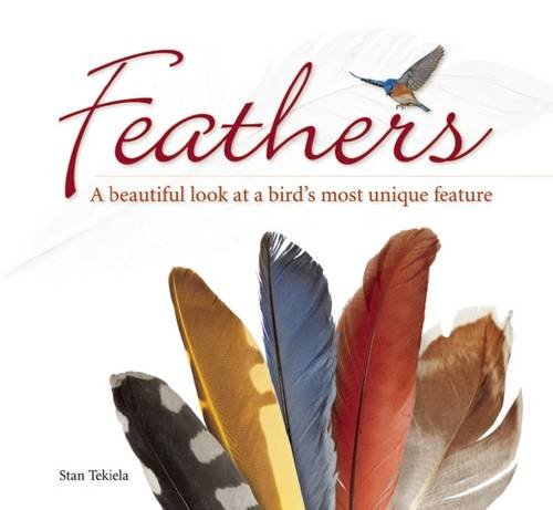 Feathers: A Beautiful Look at a Bird's Most Unique Feature (Bird Appreciation)