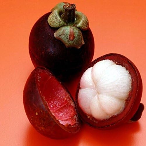 Spremiagrumi A Freddo EJX600 | Estrattore Di Succo Masticatore | Ricco Di Nutrienti | Colore Antracite - Foto 5