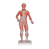 3B Scientific Muscular Figure 1/4 Life-Size