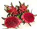 American Beauty Dragon Fruit - Hylocereus - Pitaya/Strawberry Pear - 4