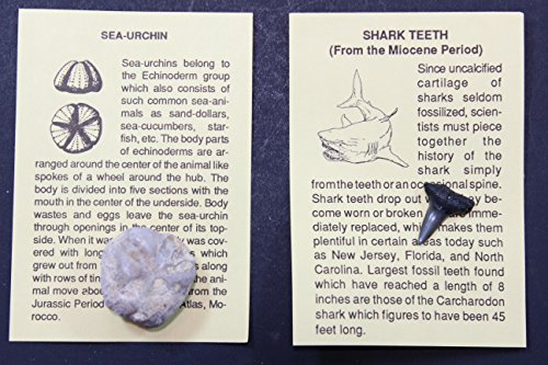 Fossil Collection (13 pc.) with ID Cards & Trilobite, Sharks teeth, Coprolite (fossilized Turtle Poop) Educational Dancing Bear Brand.