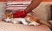 Pet Epic Pet Grooming Glove Brush - Pet Hair Remove and Bathing Mitt for Dogs, Cats and Horses – Clean and Massage at Once