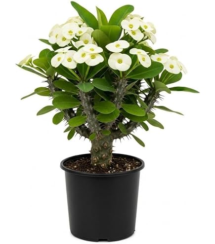 ginger lily plant Learn about Hedychium 'Dr. Moy' | Dr. Moy Hardy Ginger Lily